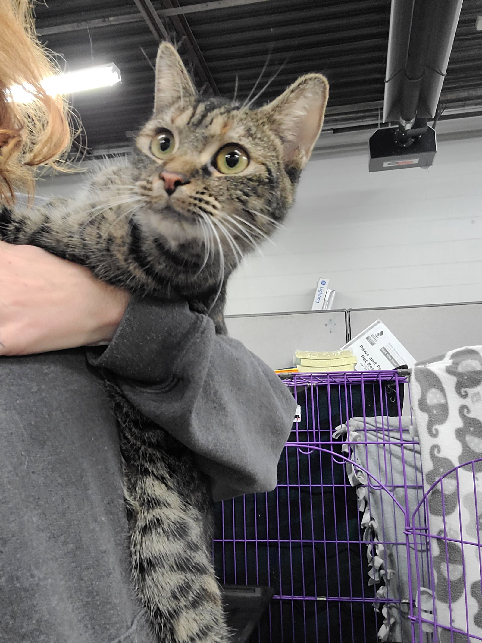 Cats for Adoption in Ashland County, Ohio Alpha Paw