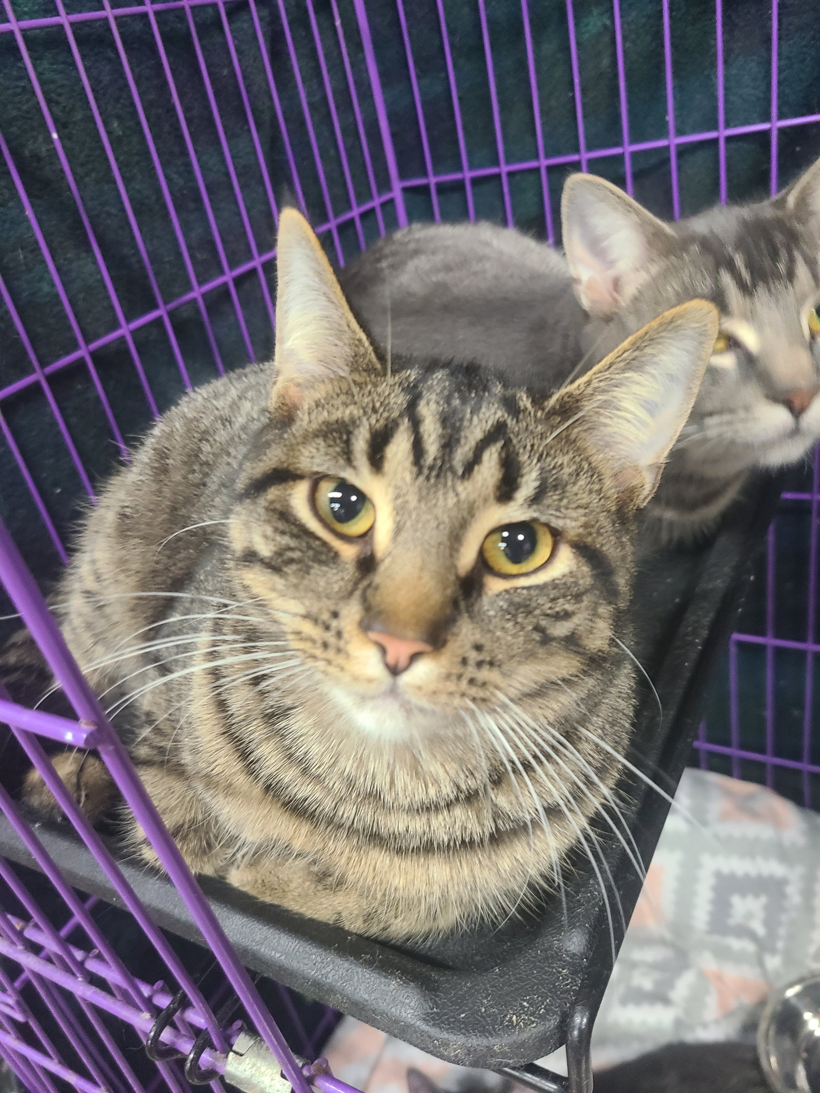 Cats for Adoption in Uniontown, Ohio Alpha Paw