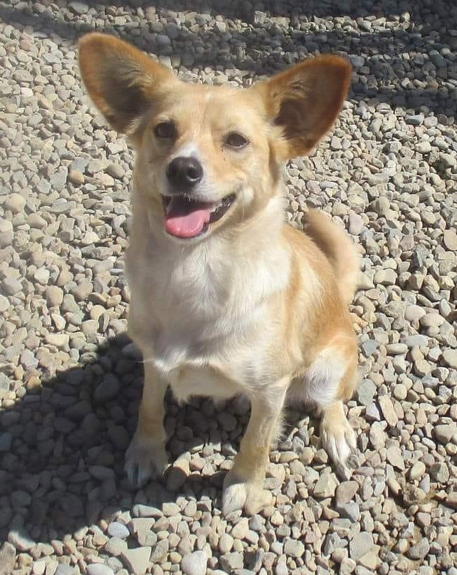 Dog for Adoption Skye, a in Struthers, OH Alpha Paw