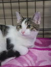 adoptable Cat in Cuyahoga Falls, OH named Futon