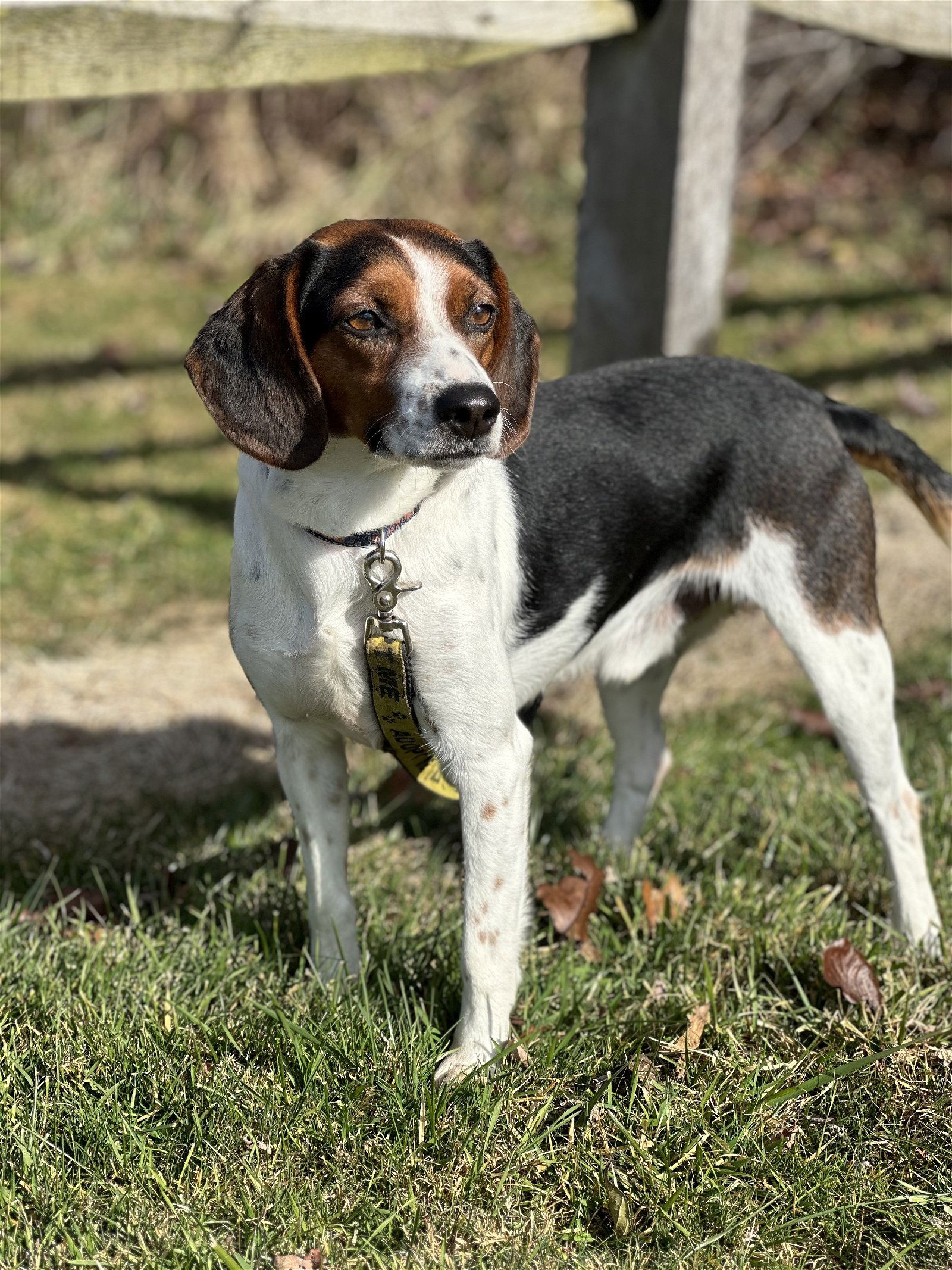 Dog For Adoption Brady A Beagle In Barberton Oh Alpha Paw