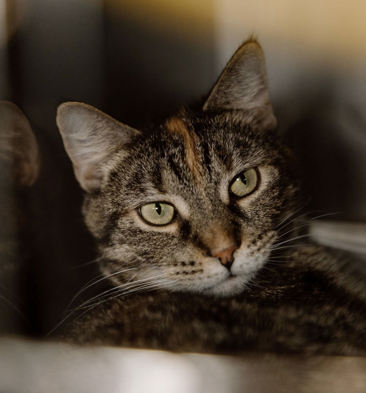 adoptable Cat in Cuyahoga Falls, OH named Torbie