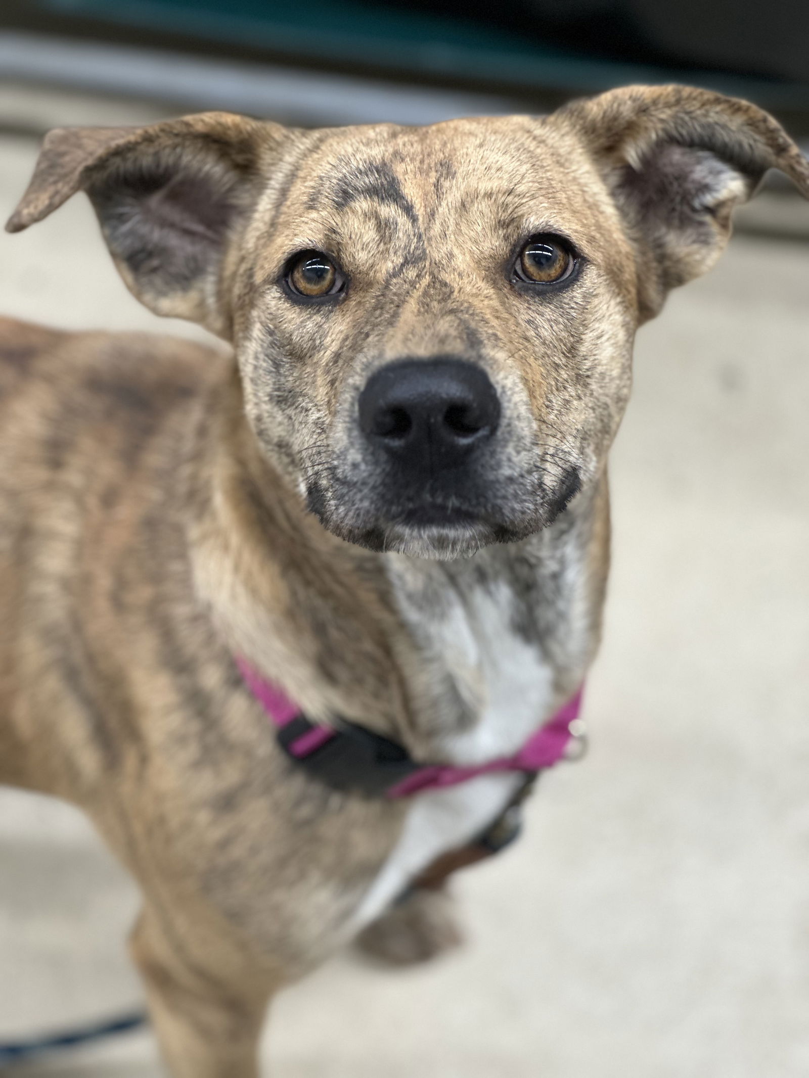 Dog for Adoption - Winifred, a Dutch Shepherd in Grafton, OH | Alpha Paw