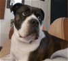 adoptable Dog in , OH named Petey