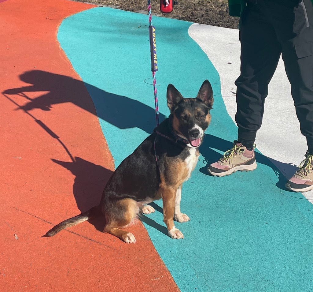 Dog For Adoption - Paddy, A Shepherd In Gates Mills, Oh 