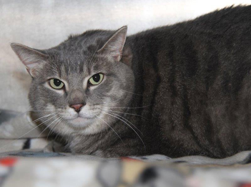 Cats for Adoption in Hartville, Ohio | Alpha Paw