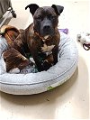 adoptable Dog in cuyahoga falls, OH named Coco