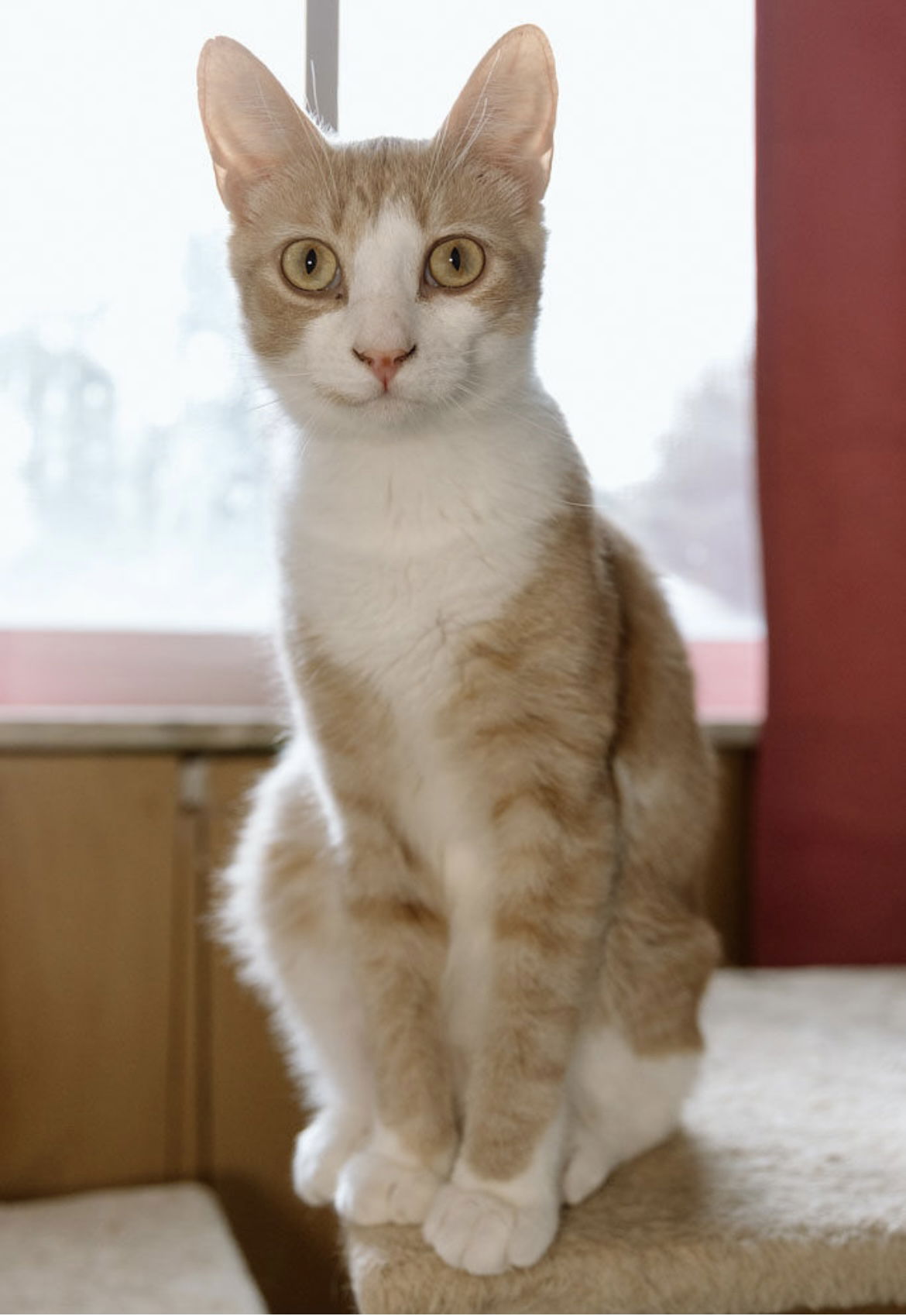 adoptable Cat in Cuyahoga Falls, OH named Wicker