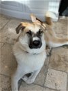 adoptable Dog in medina, OH named OSU Brutus