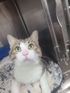 adoptable Cat in Cuyahoga Falls, OH named Phillip the Cat