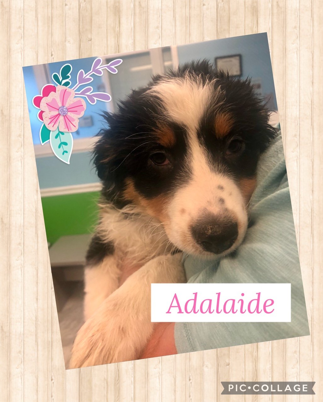 Adelaide Puppy