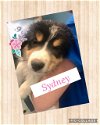 adoptable Dog in  named Sydney Puppy