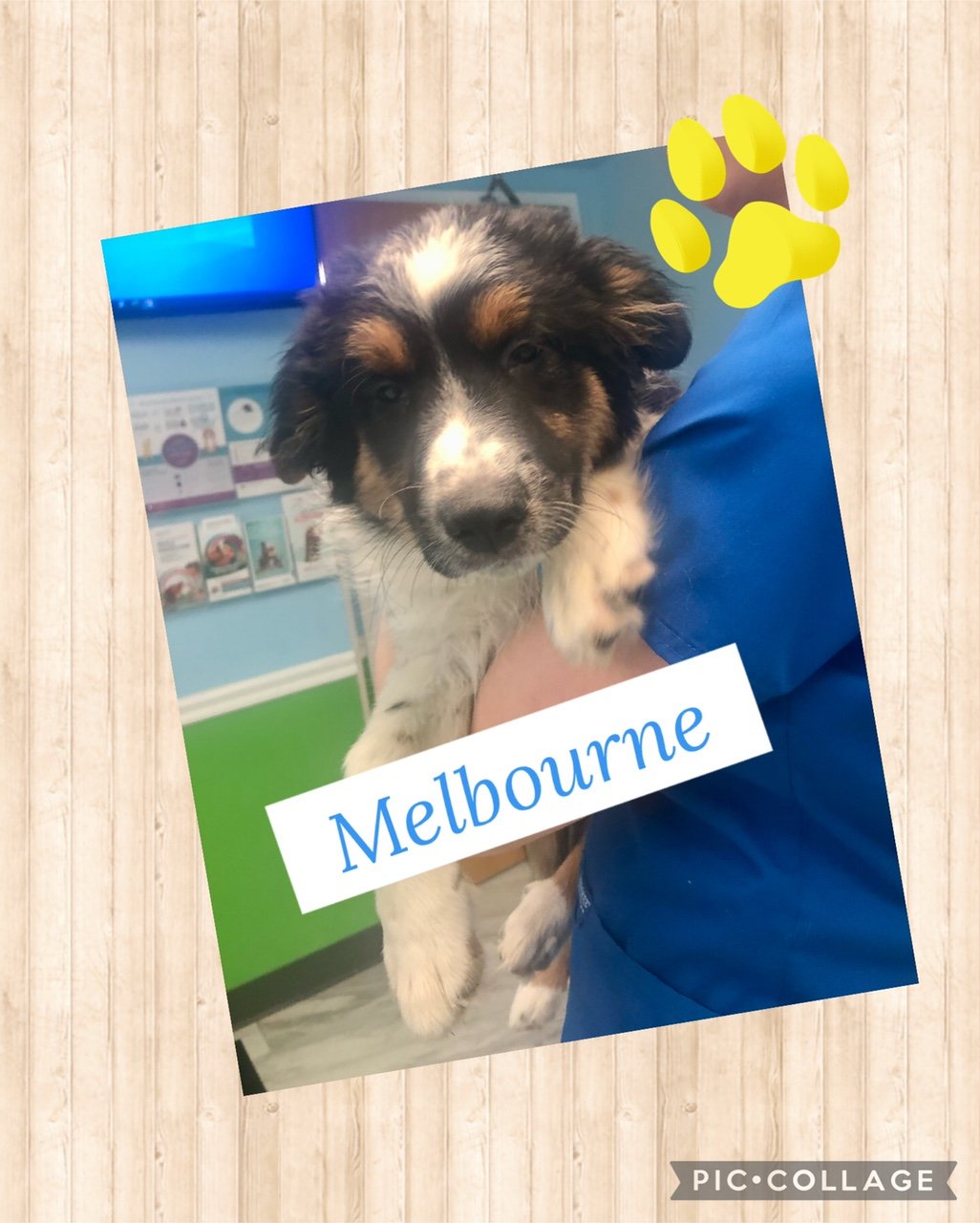 adoptable Dog in Cuyahoga Falls, OH named Melbourne Puppy