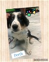 adoptable Dog in , OH named Perth Puppy