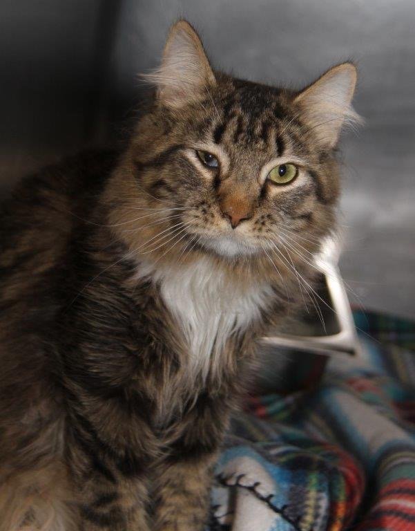adoptable Cat in Cuyahoga Falls, OH named Hummus