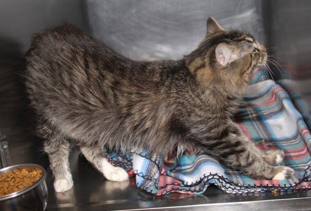 Cat In Ohio Cats for Adoption in Brookfield Center, Ohio | Alpha Paw