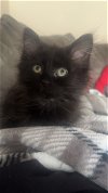 adoptable Cat in  named Kitten Raven