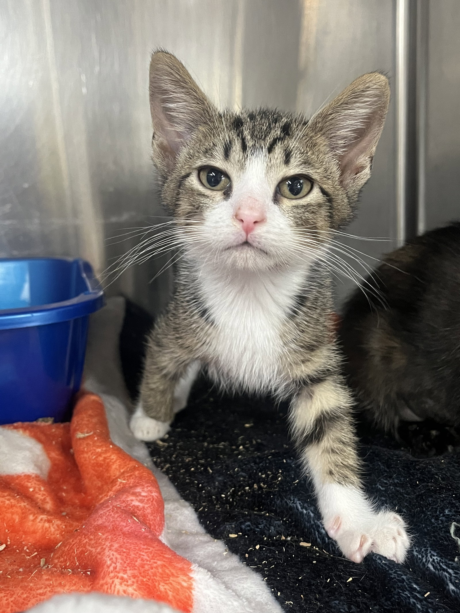 Cat adoption in Cuyahoga Falls, OH 44223 Tabby (short coat) Cat
