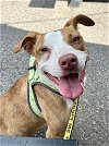 adoptable Dog in green, OH named Weems