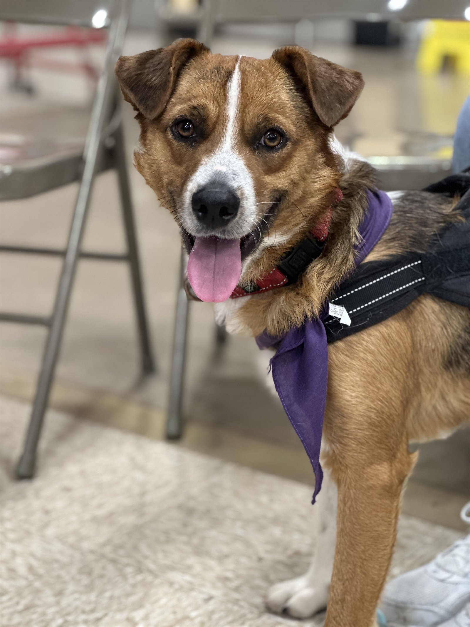 Dog for Adoption Harry Pending, a Australian Shepherd in Lordstown
