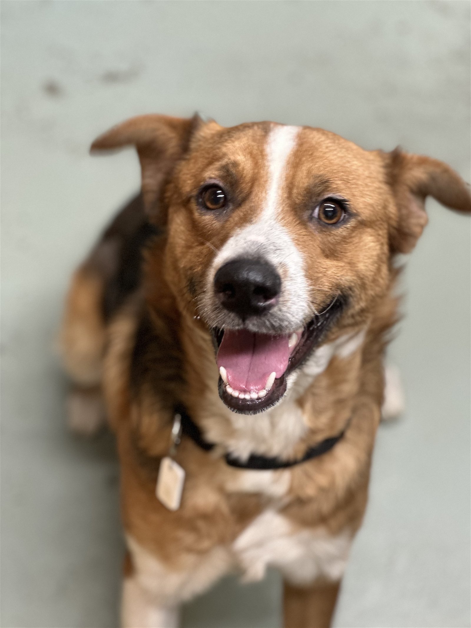 Dog for Adoption Harry Pending, a Australian Shepherd in Lordstown