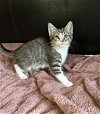 adoptable Cat in  named Kitten Stock