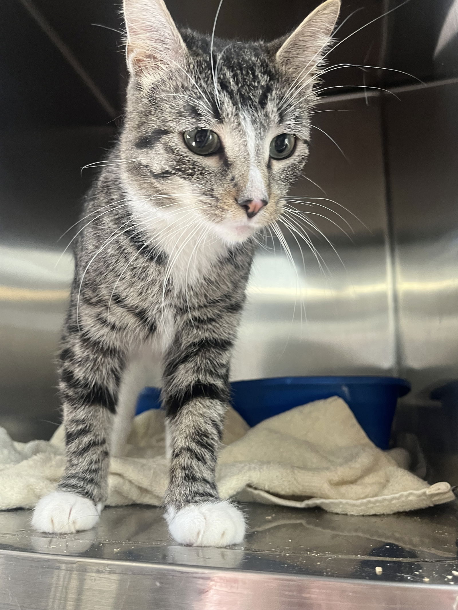 adoptable Cat in Cuyahoga Falls, OH named Force