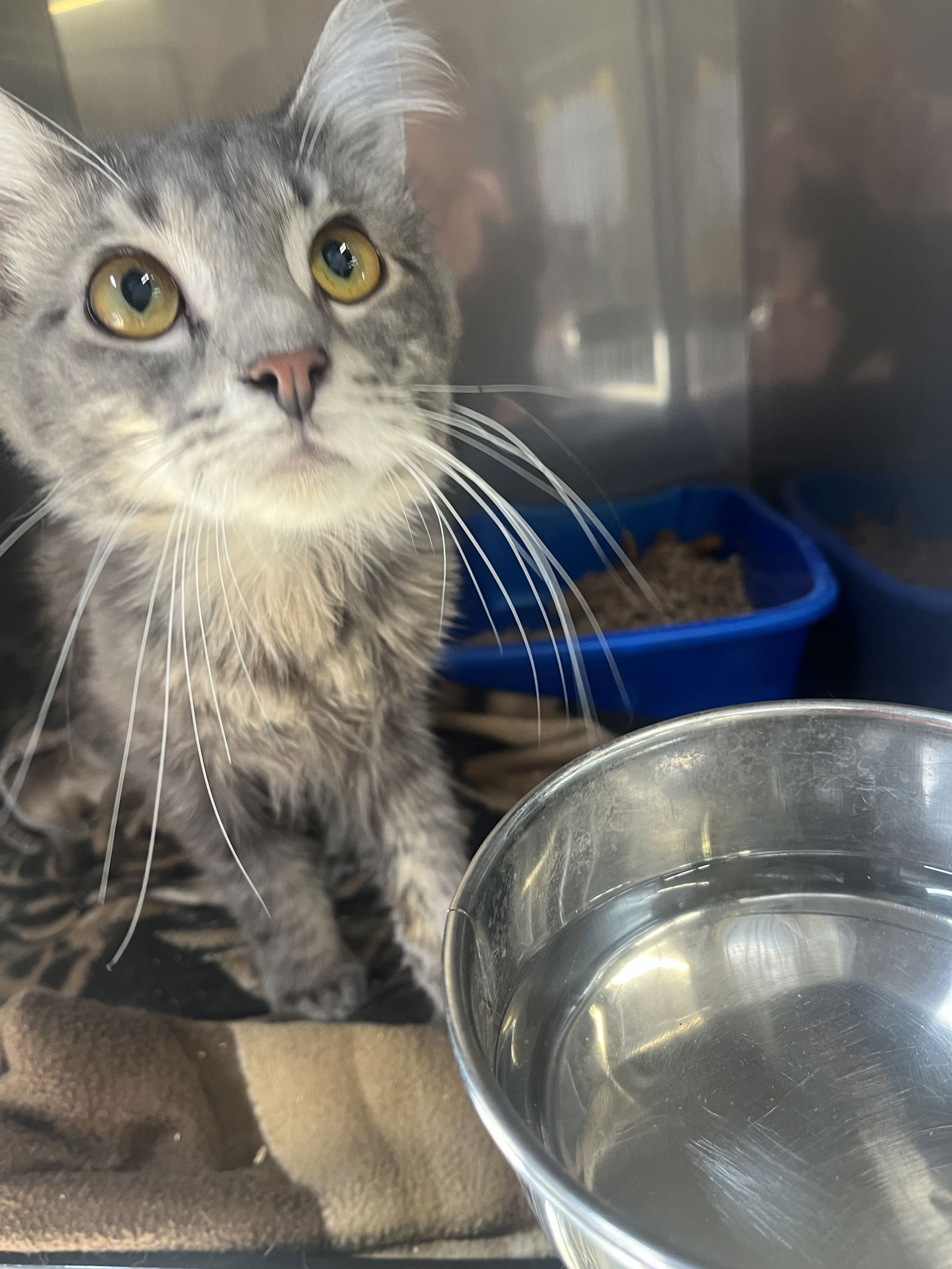 Cats for Adoption in Medina, Ohio | Alpha Paw