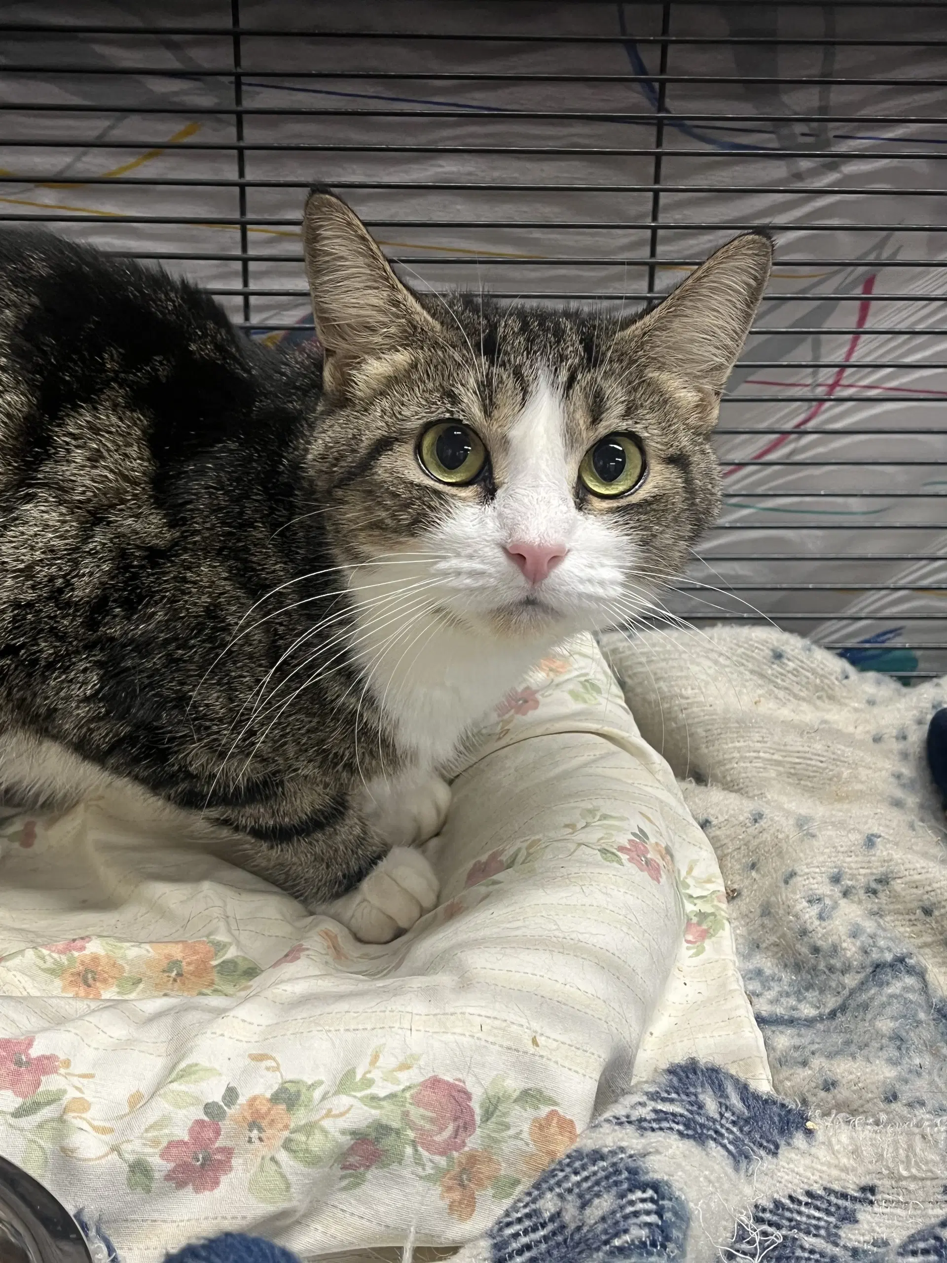 Jugs Special Needs - Tabby
