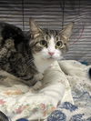 adoptable Cat in Cuyahoga Falls, OH named Jugs *special needs*