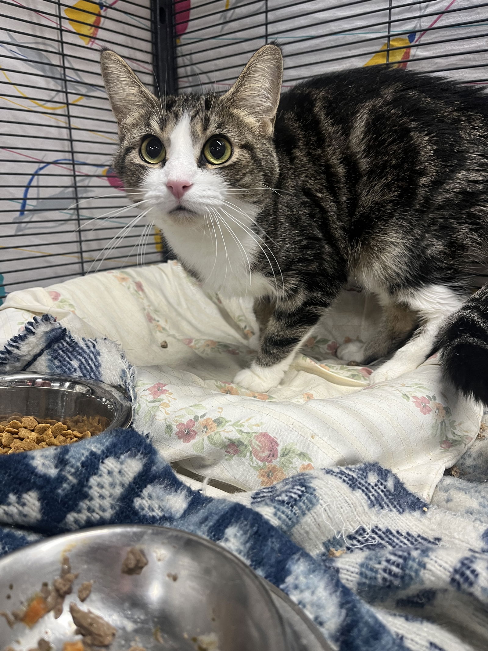 Cats for Adoption in Sebring, Ohio | Alpha Paw