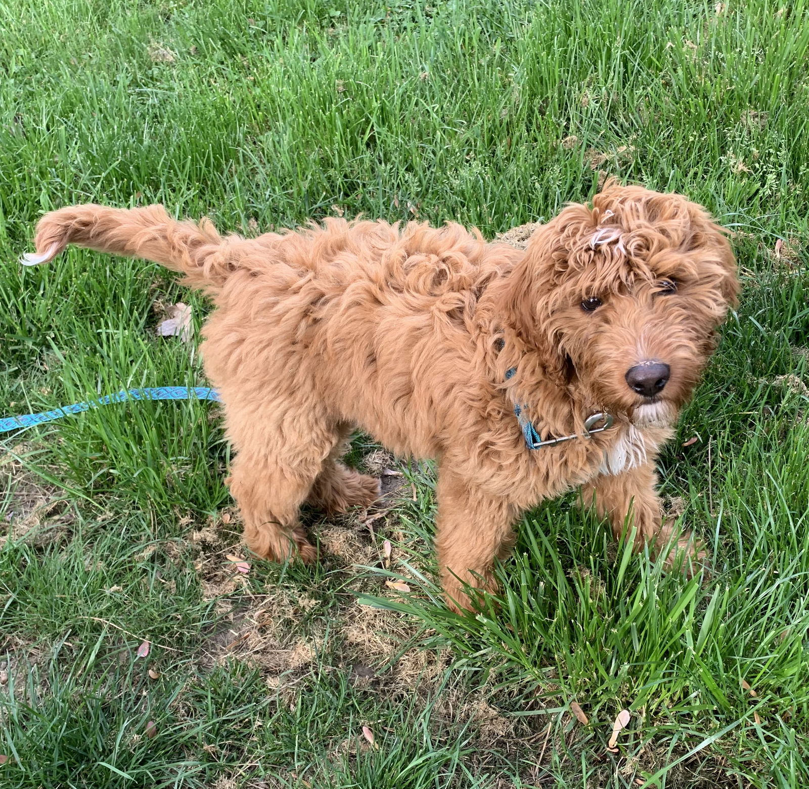 Dog for Adoption - Riley Puppy, a Golden Retriever in Brook Park, OH 