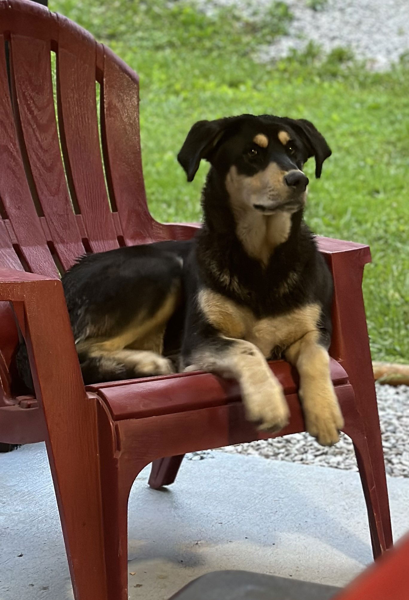 Dog for Adoption - Annie, a German Shepherd Dog in Akron, OH | Alpha Paw