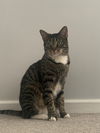 adoptable Cat in Akron, OH named Aegon at Montrose Petsmart!