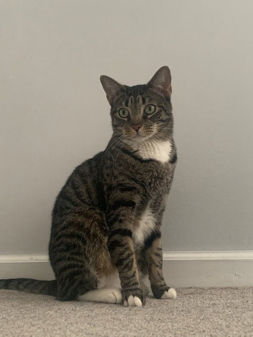 AEGON - Tabby available for adoption