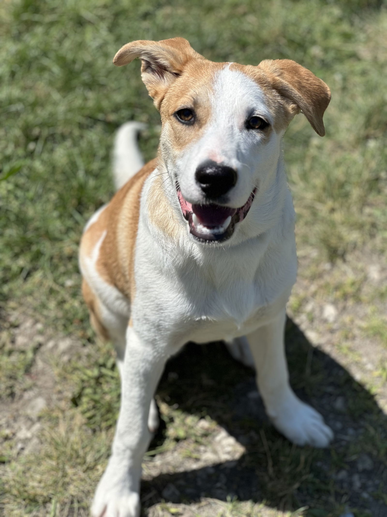 Dog for Adoption - Bane, a Retriever in Mentor, OH | Alpha Paw