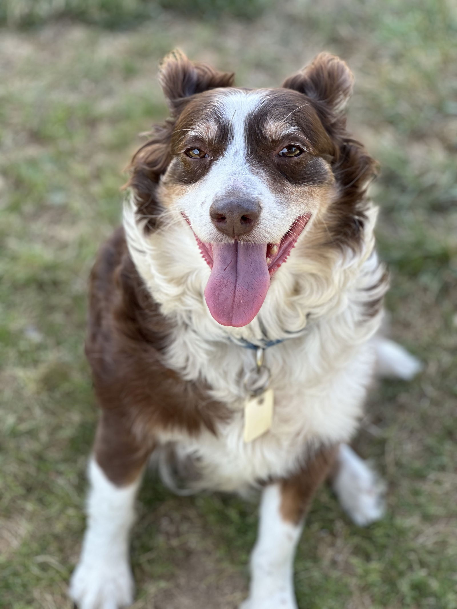 Dog for Adoption - Mindy - adoption pending, a Australian Shepherd in ...