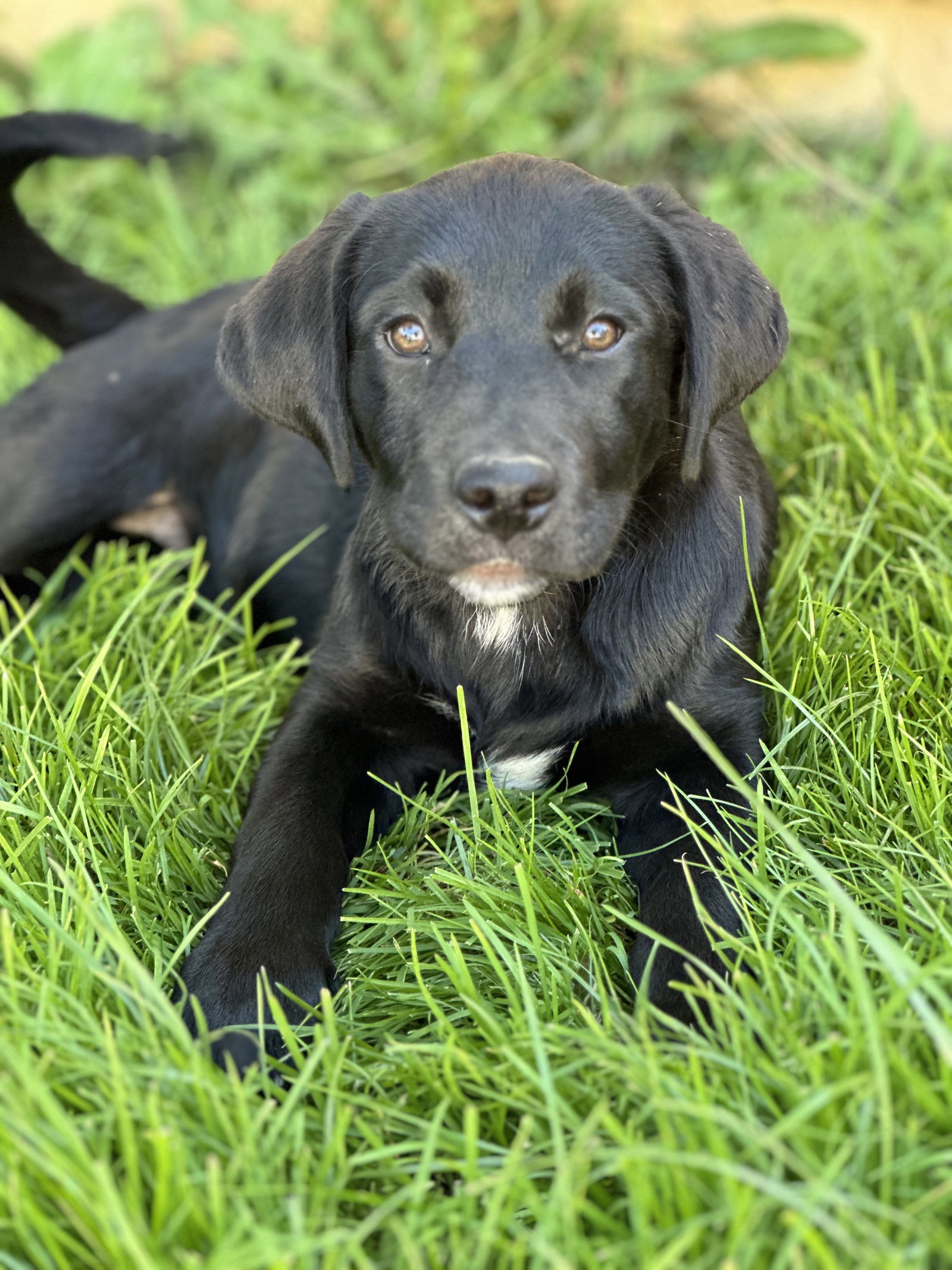 Dog For Adoption Puppy Dylan Angel A Labrador Retriever In Kent OH Dog For Adoption Puppy Dylan Angel A Labrador Retriever In Kent OH