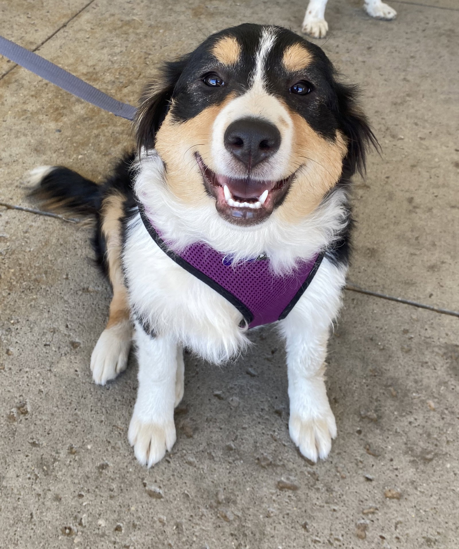 Dog for Adoption Aussie Pup Sydney, a Australian Shepherd in Elyria