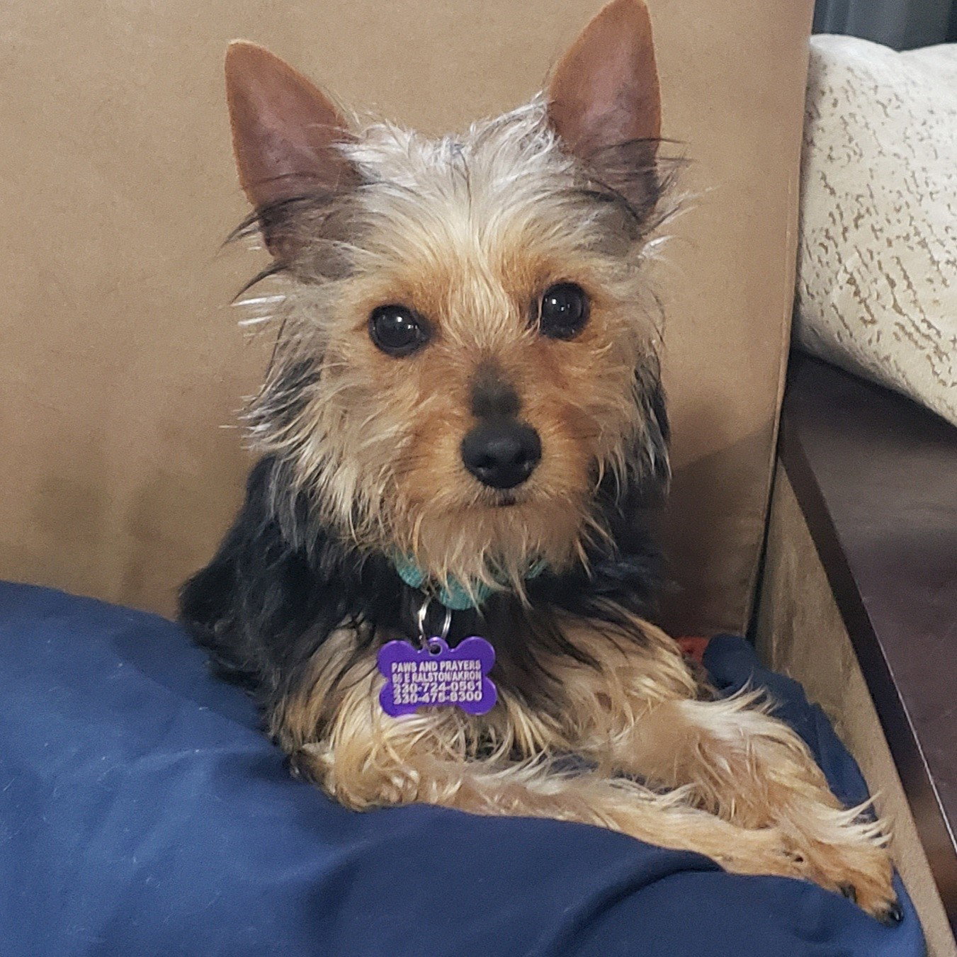 Dog for Adoption Princess, a Yorkshire Terrier Yorkie in Medina, OH