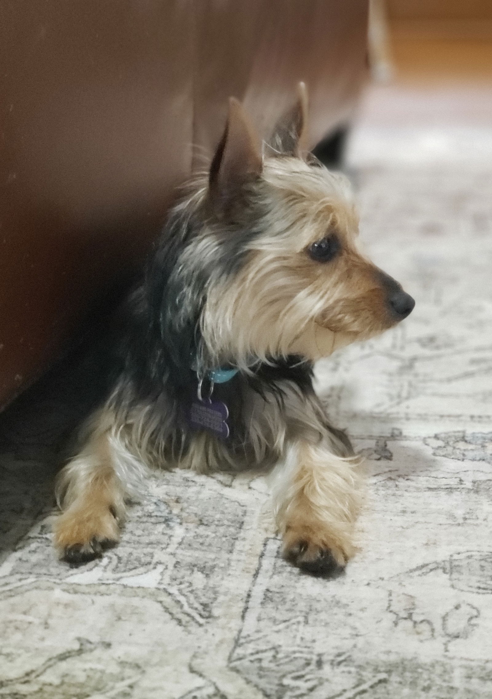 Dog For Adoption - Princess, A Yorkshire Terrier Yorkie In Millersburg 