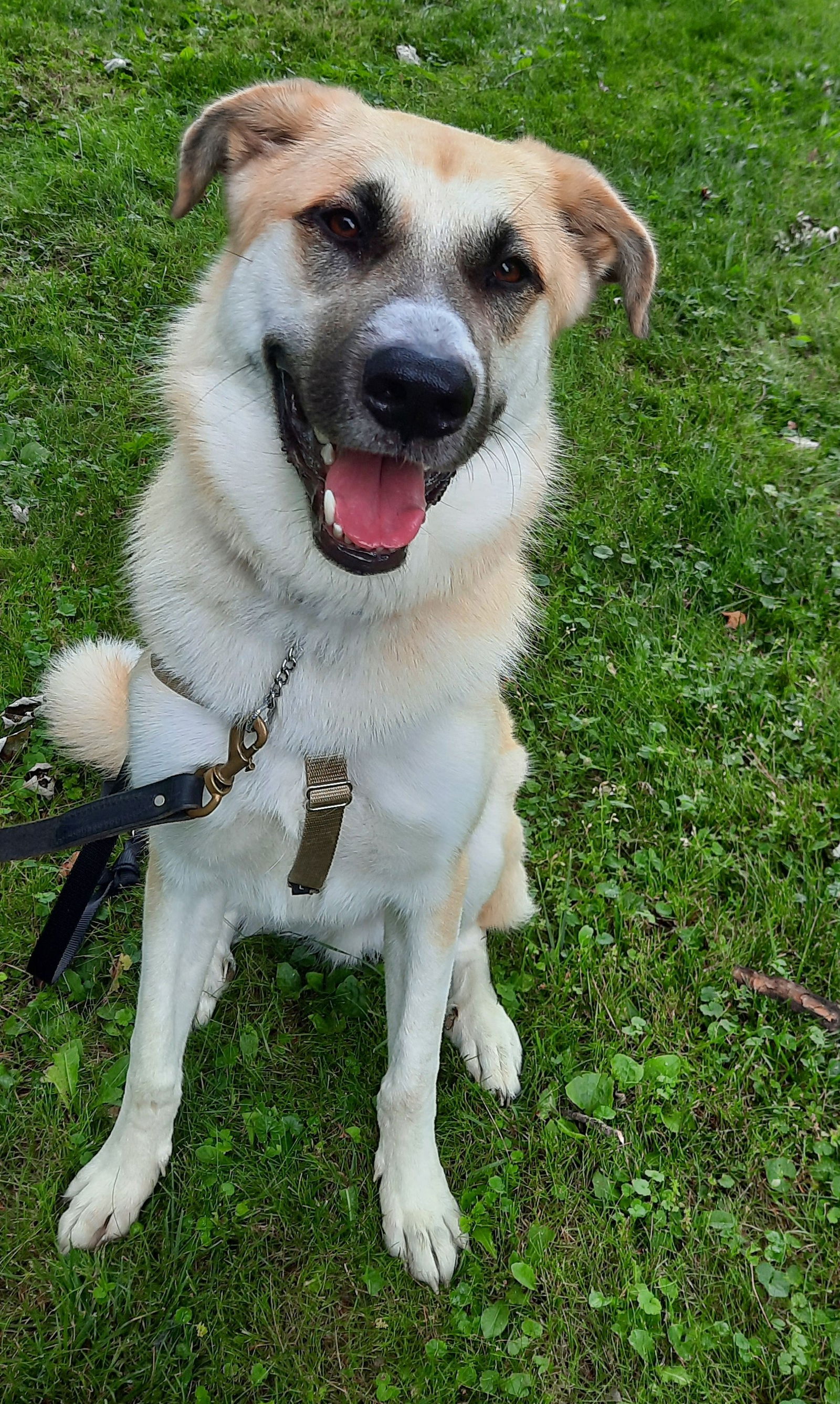 adoptable Dog in Medina, OH named OSU Brutus