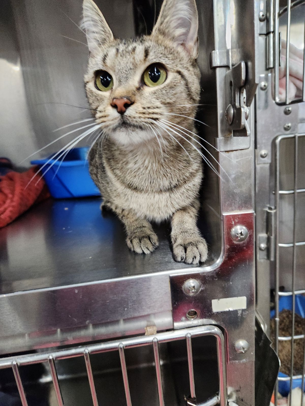 adoptable Cat in Akron, OH named Mouse @ Montrose PetSmart