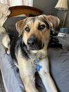 adoptable Dog in , OH named Dani California