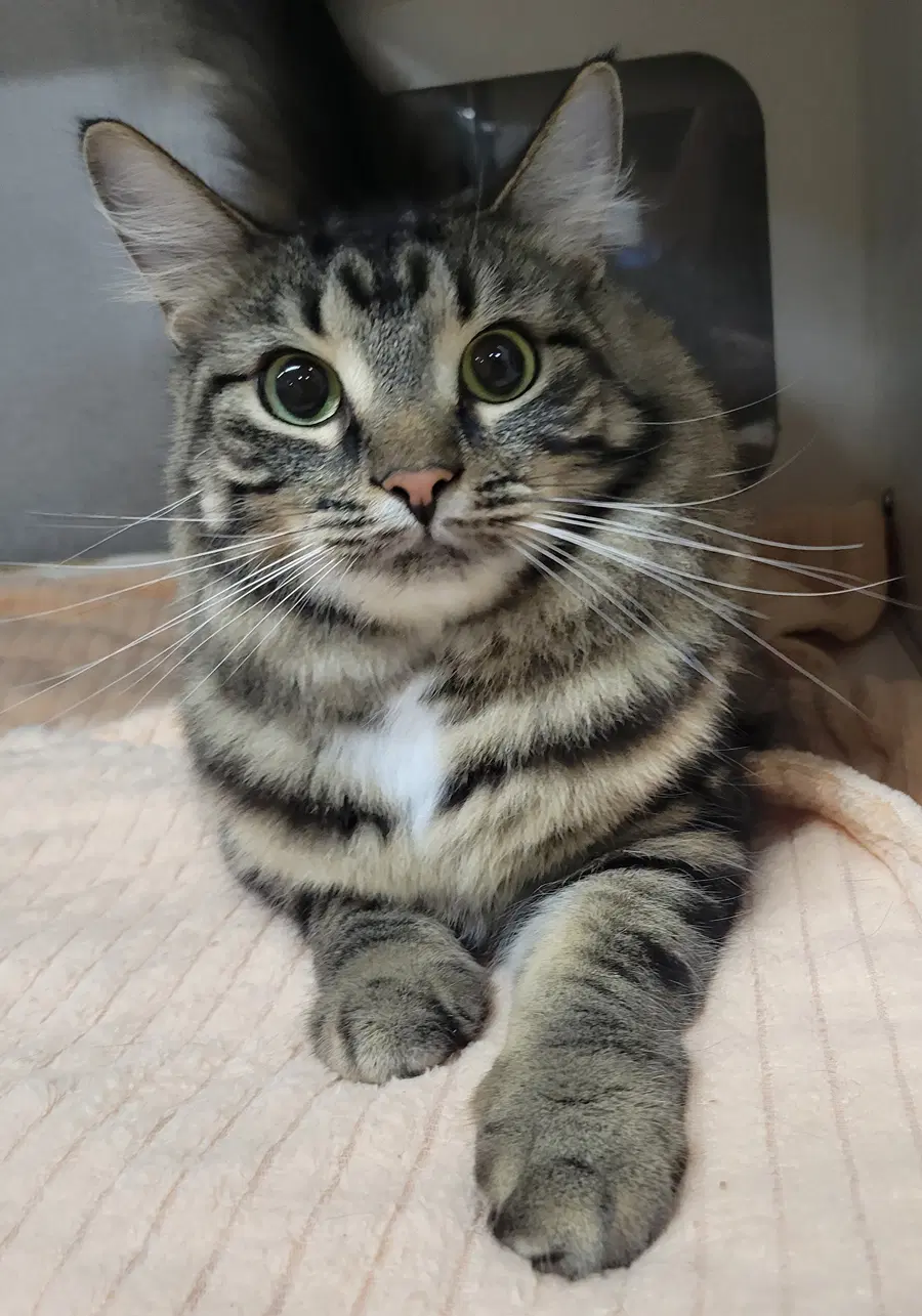 Club Sandwich - Tabby