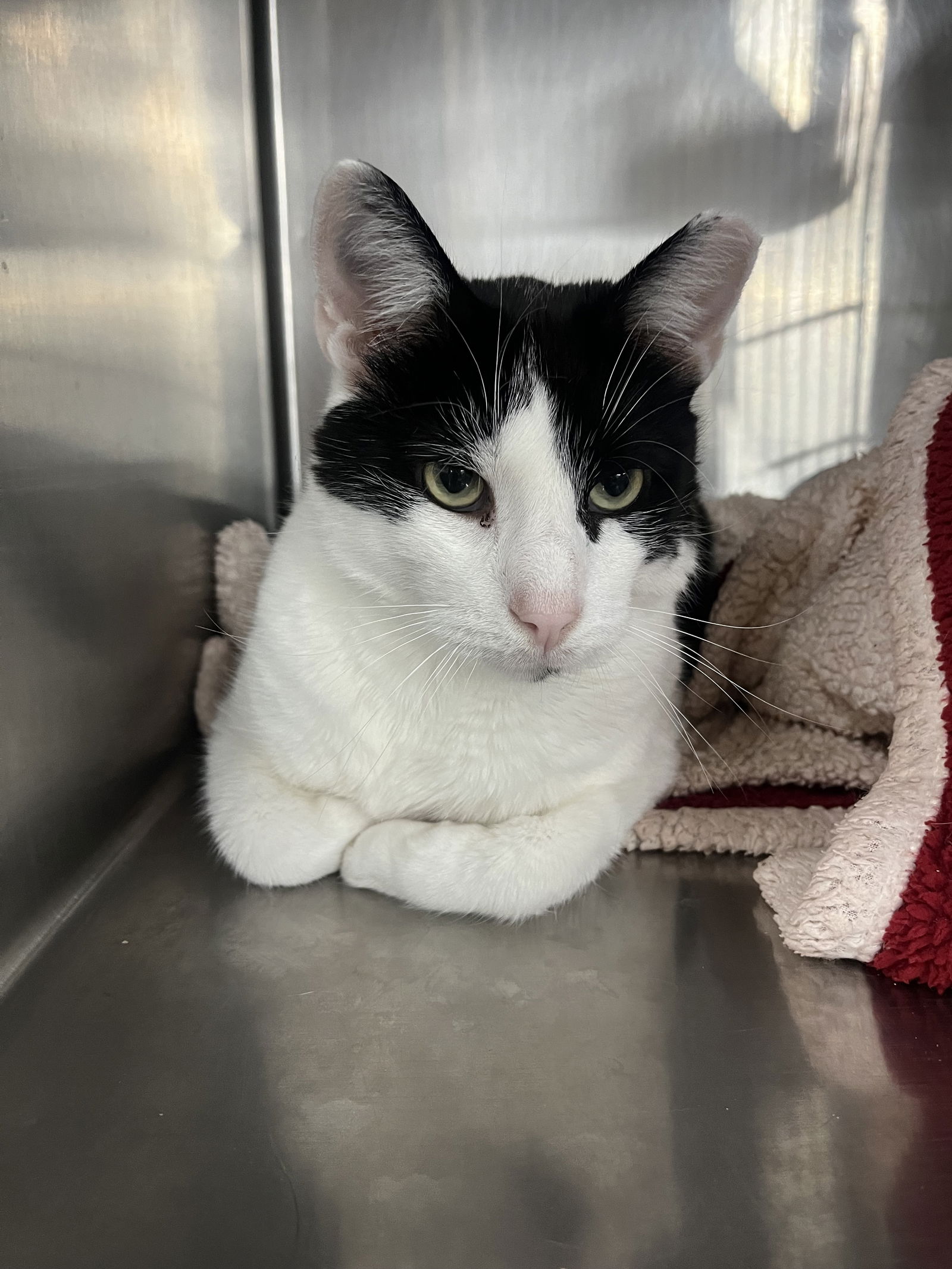 adoptable Cat in Green, OH named Thomas