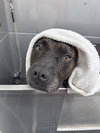 Coco - ISO Forever Foster - Photo 4