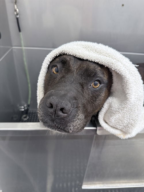 picture of the dog needing adoption