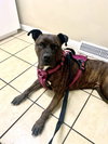 Coco - ISO Forever Foster - Photo 3