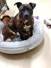 Coco - ISO Forever Foster - Photo 5